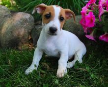 C.K.C MALE AND FEMALE JACK RUSSELL PUPPIES AVAILABLE