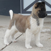 2 Akita puppies