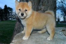 Amazing Shiba inu puppies,