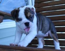 great addition olde English bulldogges pups