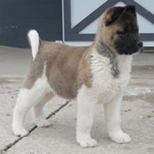 Male and female Akita puppies