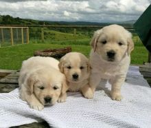Male and female Golden Retriever puppies for new homes