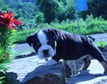 Wow! Wow! Wow! Look at this gorgeous olde English bulldogges pups