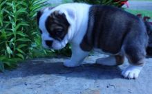 GORGEOUS bulldogge puppies ready Image eClassifieds4u 2