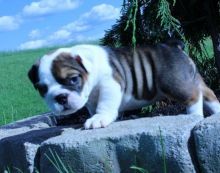 Healthy olde English bulldogges Puppies Available Image eClassifieds4u 2