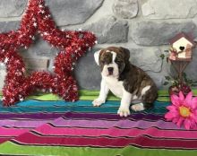 olde English bulldogges puppies available Image eClassifieds4u 3