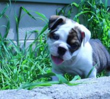 olde English bulldogges puppies available Image eClassifieds4u 2