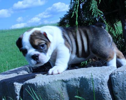 Healthy olde English bulldogges Puppies Available Image eClassifieds4u