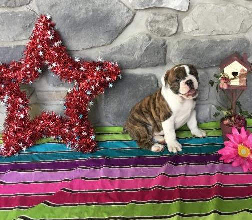 very outgoing olde English bulldogges Image eClassifieds4u