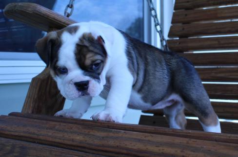 Wow! Wow! Wow! Look at this gorgeous olde English bulldogges pups Image eClassifieds4u