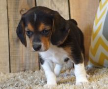 Adorable and very loving male and female beagle puppies,