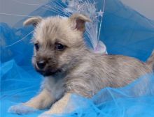 Awesome AKC carin terrier puppies