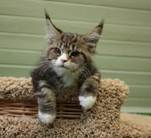 beautiful Maine Coon Kittens