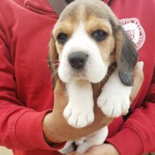 Check out this animated, adventurous litter of adorable Beagle puppies