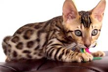 male and female Bengal kittens available