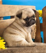 Male and female Pug puppies