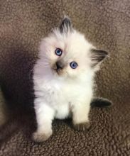 Male and female Ragdoll kittens