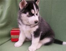 Male and female Siberian Husky puppies