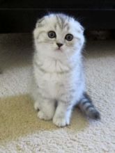 Scottish fold kittens