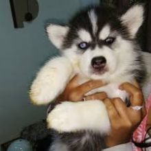 Super adorable Siberian Husky puppies.