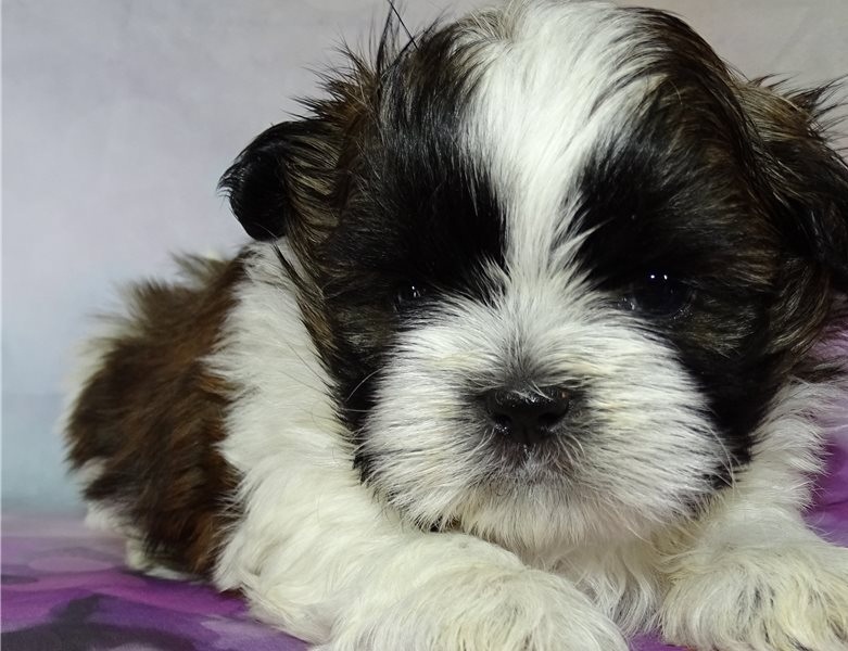 11 weeks old Shih Tzu puppies Image eClassifieds4u