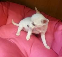 Cute and adorable male and female Chihuahua puppies Image eClassifieds4u