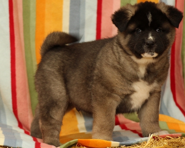 View Image 3 for Home Trained Akita puppies Toronto