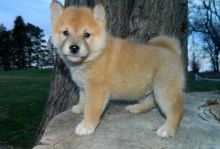 Gorgeous Quality registered Shiba Inu puppies. Image eClassifieds4U