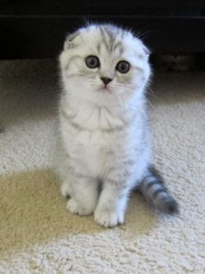 Scottish fold kittens Image eClassifieds4u