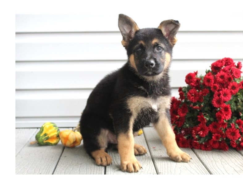 We have a male & a female German Shepherd puppies. Image eClassifieds4u