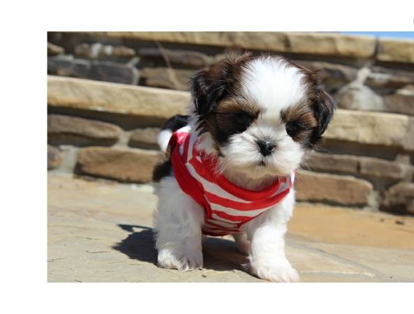 One male and two female Shih Tzu puppies ready to go Image eClassifieds4u