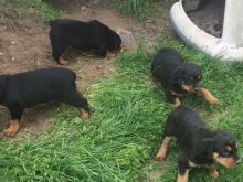 Rotweiller Puppies