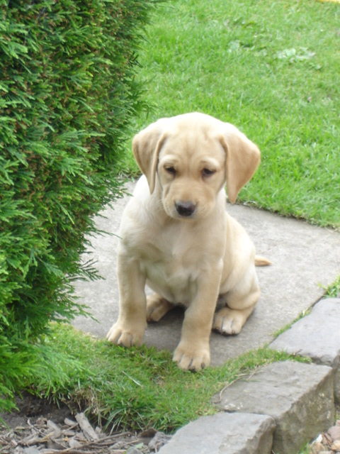 black and yellow labrador puppies Image eClassifieds4u