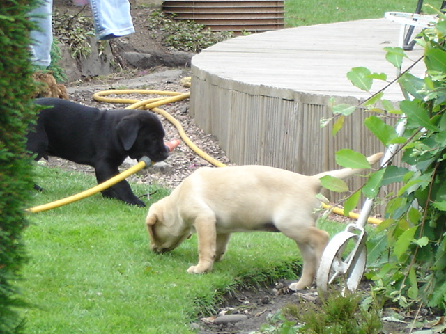 black and yellow labrador puppies Image eClassifieds4u