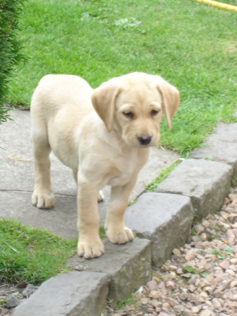 black and yellow labrador puppies Image eClassifieds4u