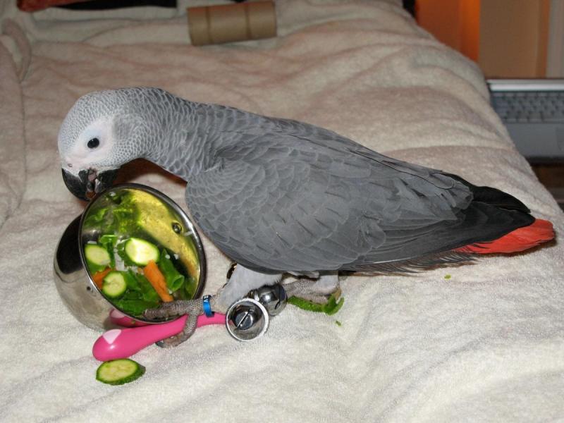 Top quality African Grey parrot Image eClassifieds4u