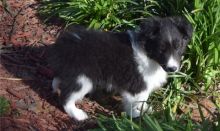 Beautiful and home raised Sheltie puppies