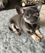 Chihuahua puppies ( beautiful and adorable )