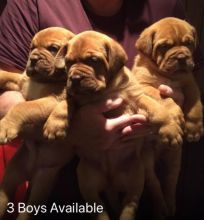 Dogue De Bordeaux Boy puppies available an extra girl could be found tho!!