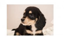Female Dachshund puppy for good homes