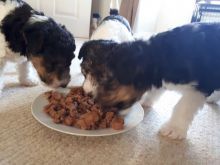 FOX TERRIER PUPPIES (LITTER ) ALL SEX AVAILABLE
