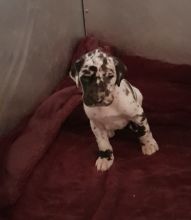 Great and special Great Dane puppies for good homes