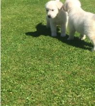 Handsome and Beautiful Golden Retriever Puppies