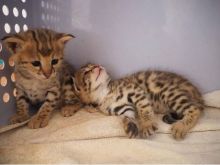 Healthy and Cutest Savannah Kittens for kitten lovers