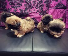 Home Pekingese puppies for any home willing to adopt or care