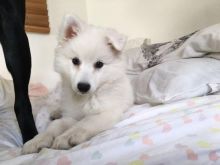 Japanese Spitz puppies for great homes