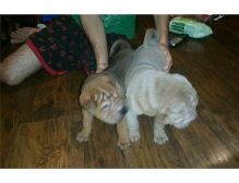 Loving and good wrinkle Shar Pei puppies