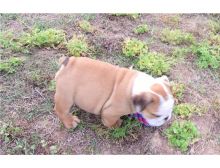 Marvelous and Friendly English Bulldog puppies ready for adoption