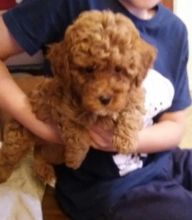 Perfect Home Poodle puppies for adoption