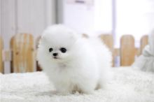 Pure White t cup Pomeranian puppies for great homes